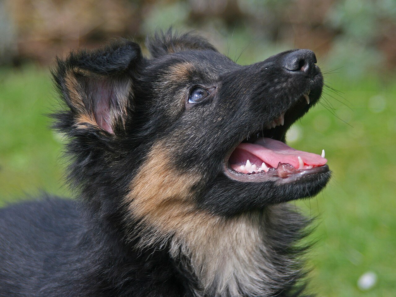 chiens-annonce-demo-1-big-0