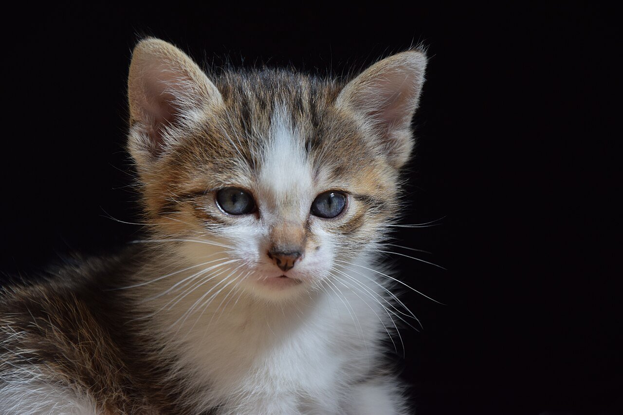 chats-et-chatons-annonce-demo-2-big-0