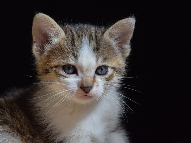 chats-et-chatons-annonce-demo-2-small-0