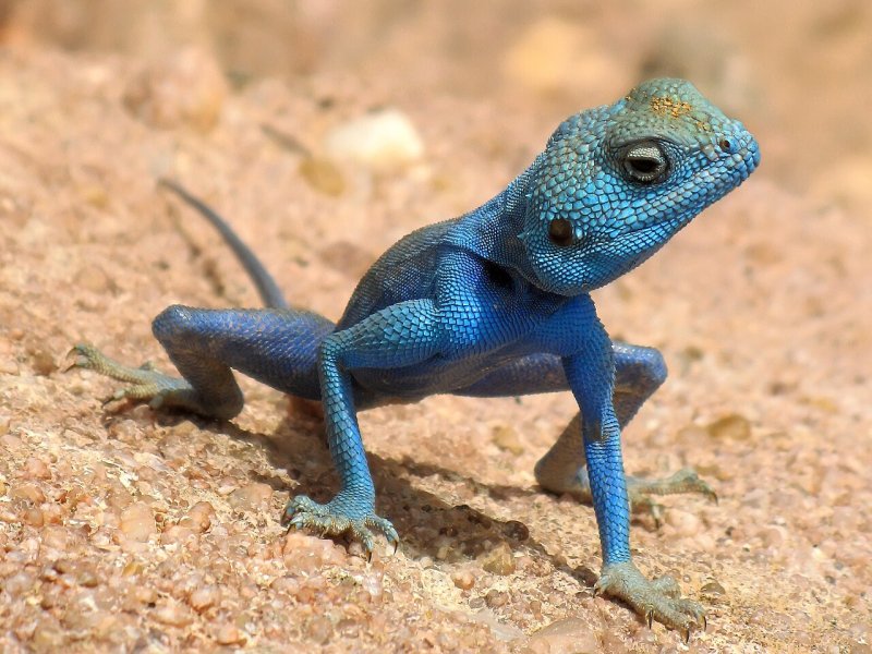 reptiles-annonce-demo-2-small-0